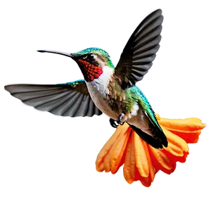 Hummingbird In Flight PNG Jps
