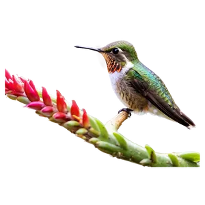 Hummingbird In Garden Png 70 PNG image