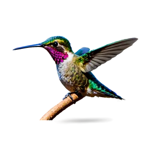 Hummingbird In Paradise Png Rhl47 PNG image