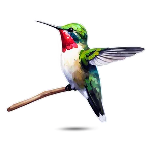 Hummingbird In Watercolor Style PNG 17 PNG