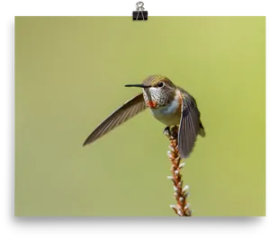 Hummingbird Perchedon Flower Stalk PNG image