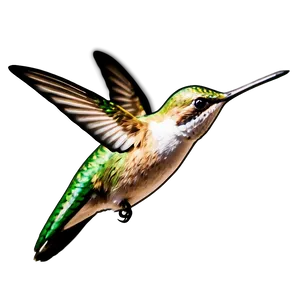 Hummingbird Profile Png 91 PNG image