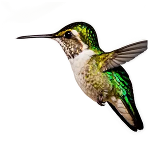 Hummingbird Profile Png Pyo7 PNG image