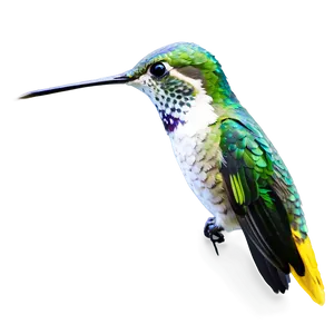 Hummingbird Profile Png Whw12 PNG image