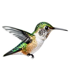Hummingbird Side View Png Fwo PNG image