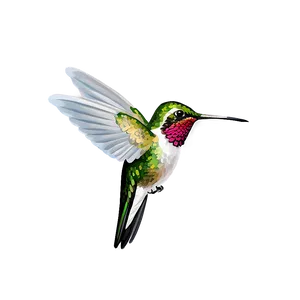 Hummingbird Side View Png Okn80 PNG image