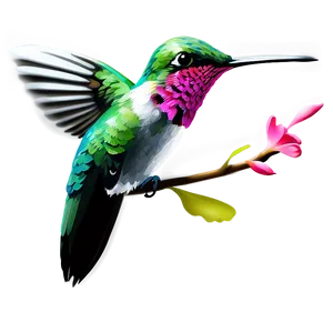 Hummingbird Vector Graphic Png 6 PNG image