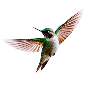 Hummingbird Wings Spread Png Ktc PNG image