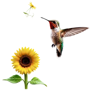 Hummingbird With Sunflower Png 05212024 PNG image