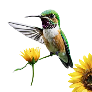 Hummingbird With Sunflower Png Hxc14 PNG image