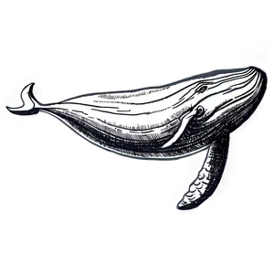 Humpback Whale Ancient Drawing PNG Aas PNG