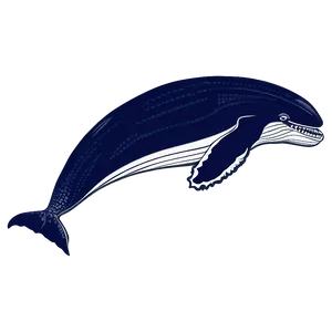 Humpback Whale Ancient Drawing PNG Jib