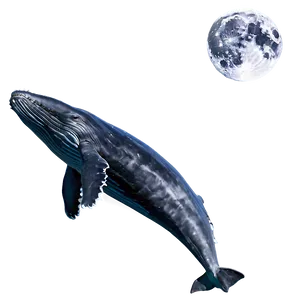 Humpback Whale And Moonlight PNG 06212024