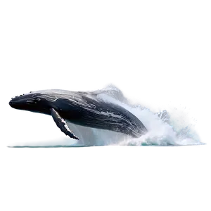 Humpback Whale Breach Sequence PNG 06212024