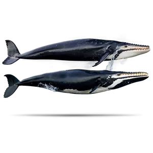 Humpback Whale Breach Sequence PNG 06212024
