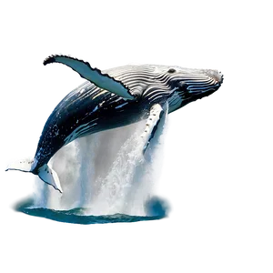 Humpback Whale Breach Sequence PNG 53