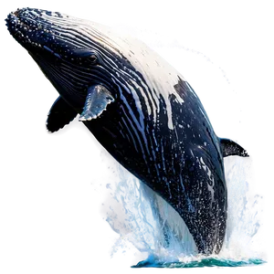 Humpback Whale Breach Sequence PNG Snp56 PNG