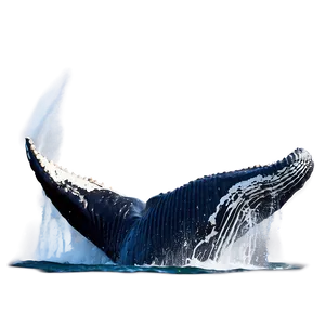 Humpback Whale Breaching Water Png 54 PNG image