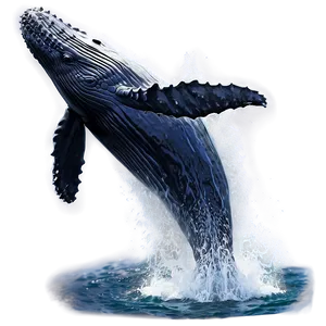 Humpback Whale Breaching Water Png 59 PNG image