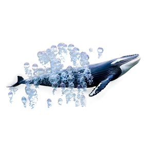 Humpback Whale Bubble Net Feeding Png 67 PNG image