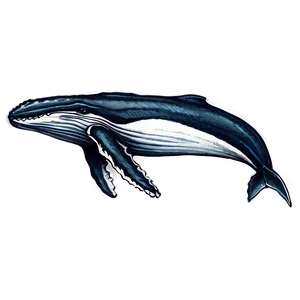 Humpback Whale Detailed Sketch PNG 77