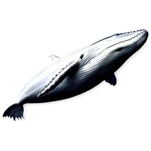 Humpback Whale Detailed Sketch PNG Xwc39