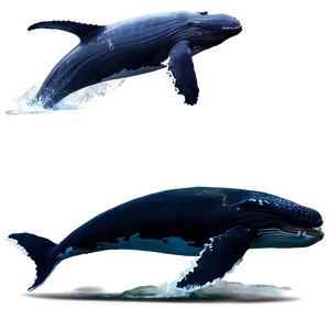 Humpback Whale Eco-tourism PNG 06212024