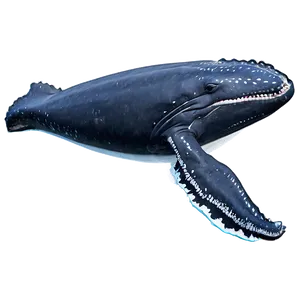 Humpback Whale Eco-tourism PNG 54