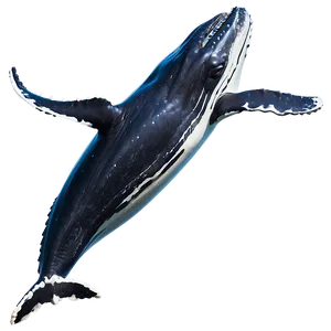 Humpback Whale Eco-tourism PNG Ckq