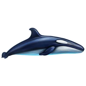 Humpback Whale Environmental Icon PNG 95 PNG