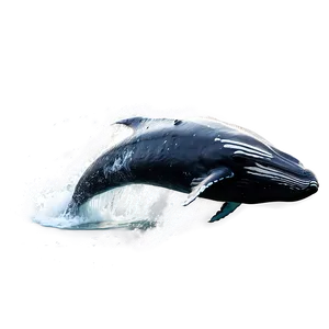 Humpback Whale Feeding Behavior Png 06212024 PNG image