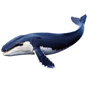 Humpback Whale Feeding Behavior Png Bdq PNG image