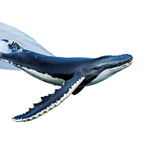 Humpback Whale Fluking Behavior PNG 22