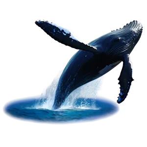 Humpback Whale Fluking Behavior PNG Jof81