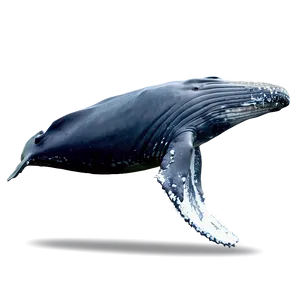 Humpback Whale Fluking Behavior PNG Lco