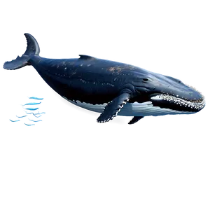 Humpback Whale Full Body PNG Wnu