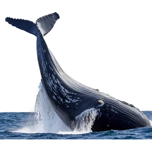 Humpback Whale Gentle Giant PNG 06212024 PNG