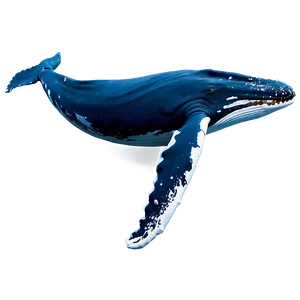 Humpback Whale Gentle Giant PNG Fqm37 PNG