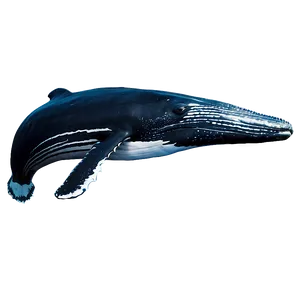 Humpback Whale Gentle Giant PNG Onj54 PNG