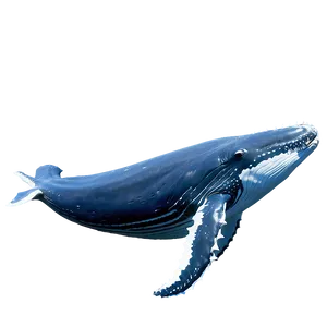 Humpback Whale Gliding Underwater PNG 78
