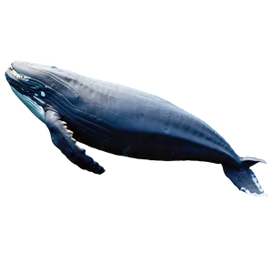 Humpback Whale Gliding Underwater PNG Nwk