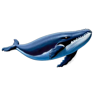Humpback Whale Identification Guide PNG Coe71 PNG