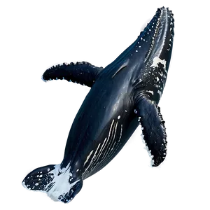 Humpback Whale Identification Guide PNG Pje68 PNG