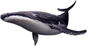 Humpback Whale Illustration PNG image