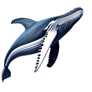 Humpback Whale Illustration Png 41 PNG image