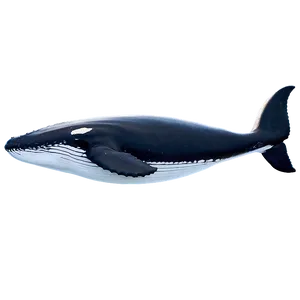 Humpback Whale In Arctic Waters PNG 52 PNG