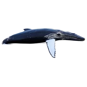 Humpback Whale In Arctic Waters PNG Jtu
