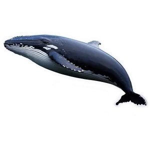 Humpback Whale In Natural Habitat Png 19 PNG image