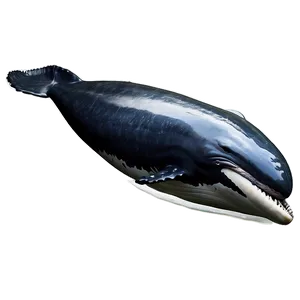 Humpback Whale In Natural Habitat Png Rtp35 PNG image