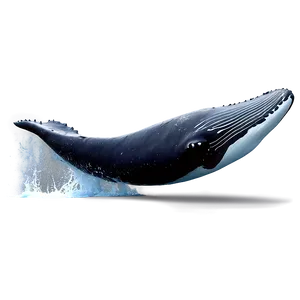 Humpback Whale Jumping Animation PNG 06212024
